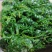 黄须菜碱蓬菜海蒿菜鲜菜速冻的凉菜做馅专用酒店宴会