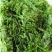 黄须菜碱蓬菜海蒿菜鲜菜速冻的凉菜做馅专用酒店宴会