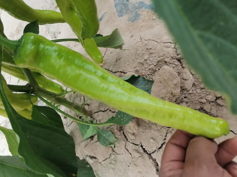 黄皮尖椒，长度二十左右，还有绿皮尖椒，质量好