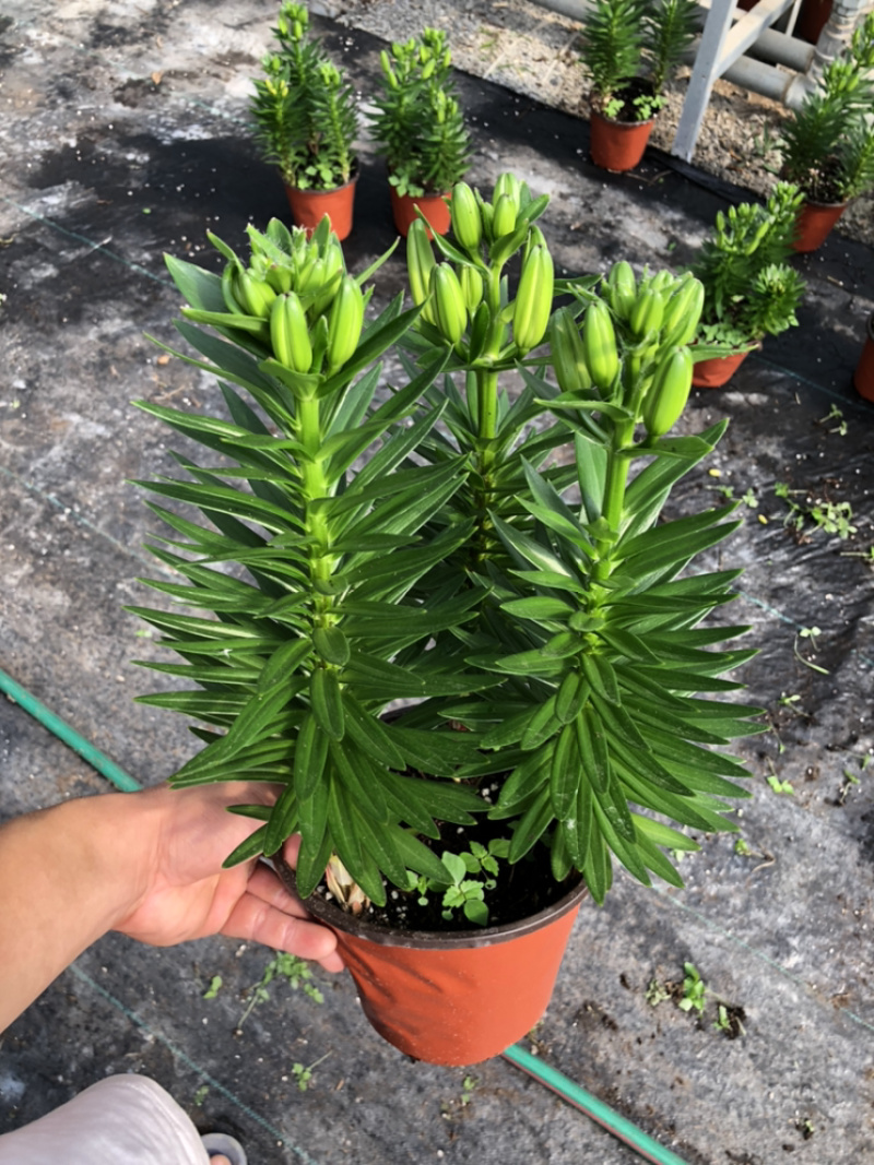 精品亚百合盆栽花卉批发质量好一手货源大量现货