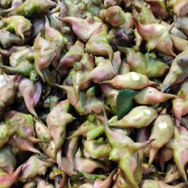 菱角新鲜二青菱角皮薄肉厚鲜甜可口*主要粉糯