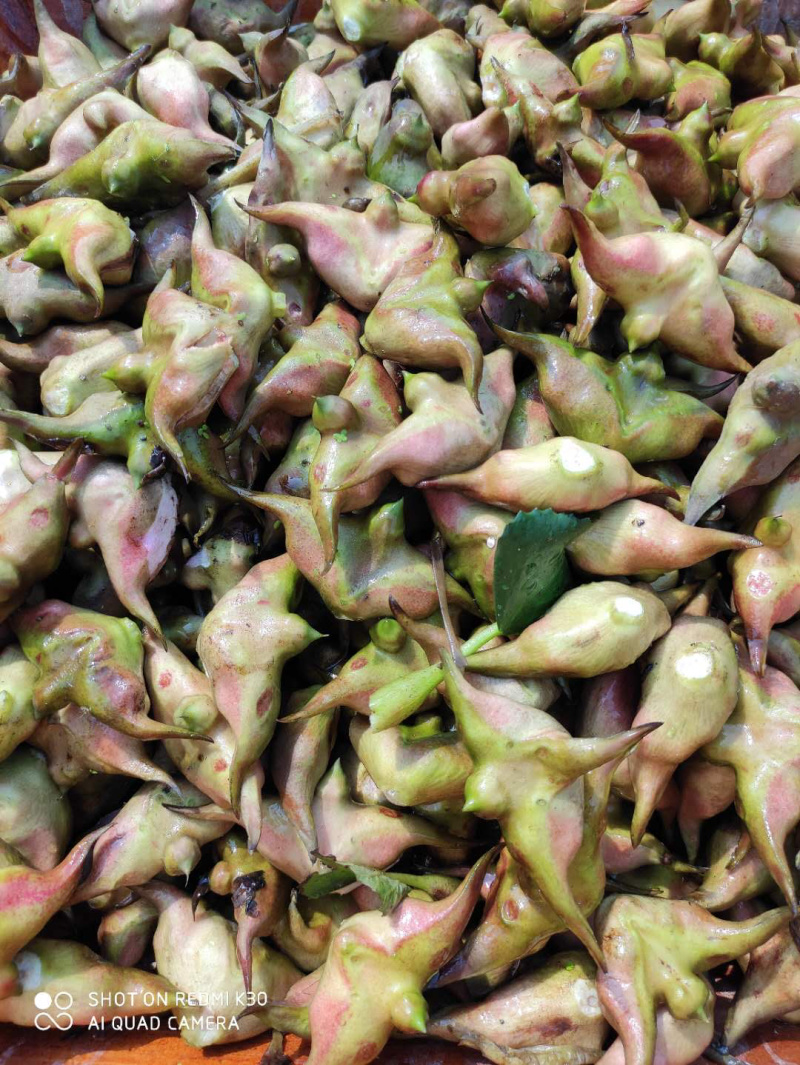 菱角新鲜二青菱角皮薄肉厚鲜甜可口*主要粉糯