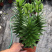 精品亚百合盆栽花卉批发质量好一手货源大量现货