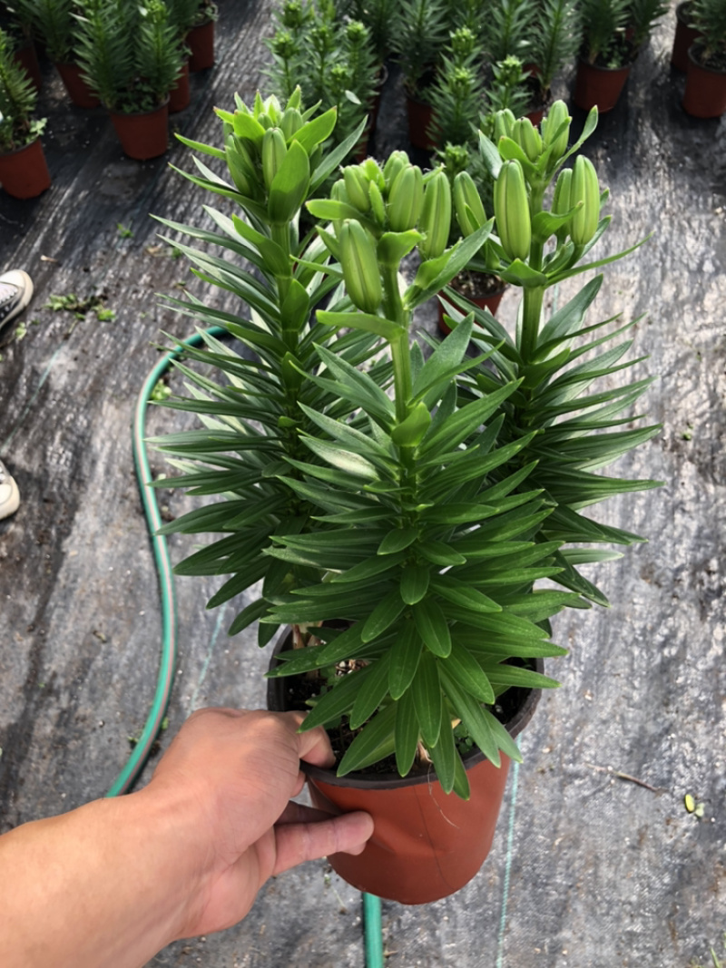 精品亚百合盆栽花卉批发质量好一手货源大量现货