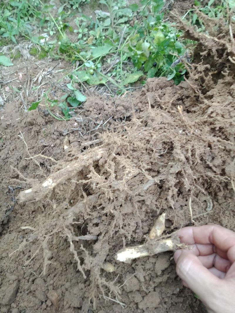 雷竹笋苗