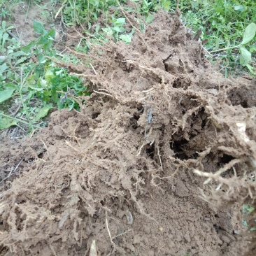 雷竹笋苗