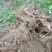雷竹笋苗