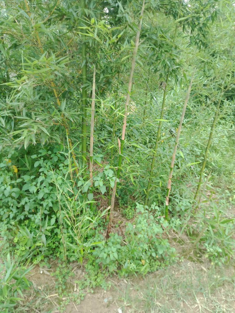 雷竹笋苗