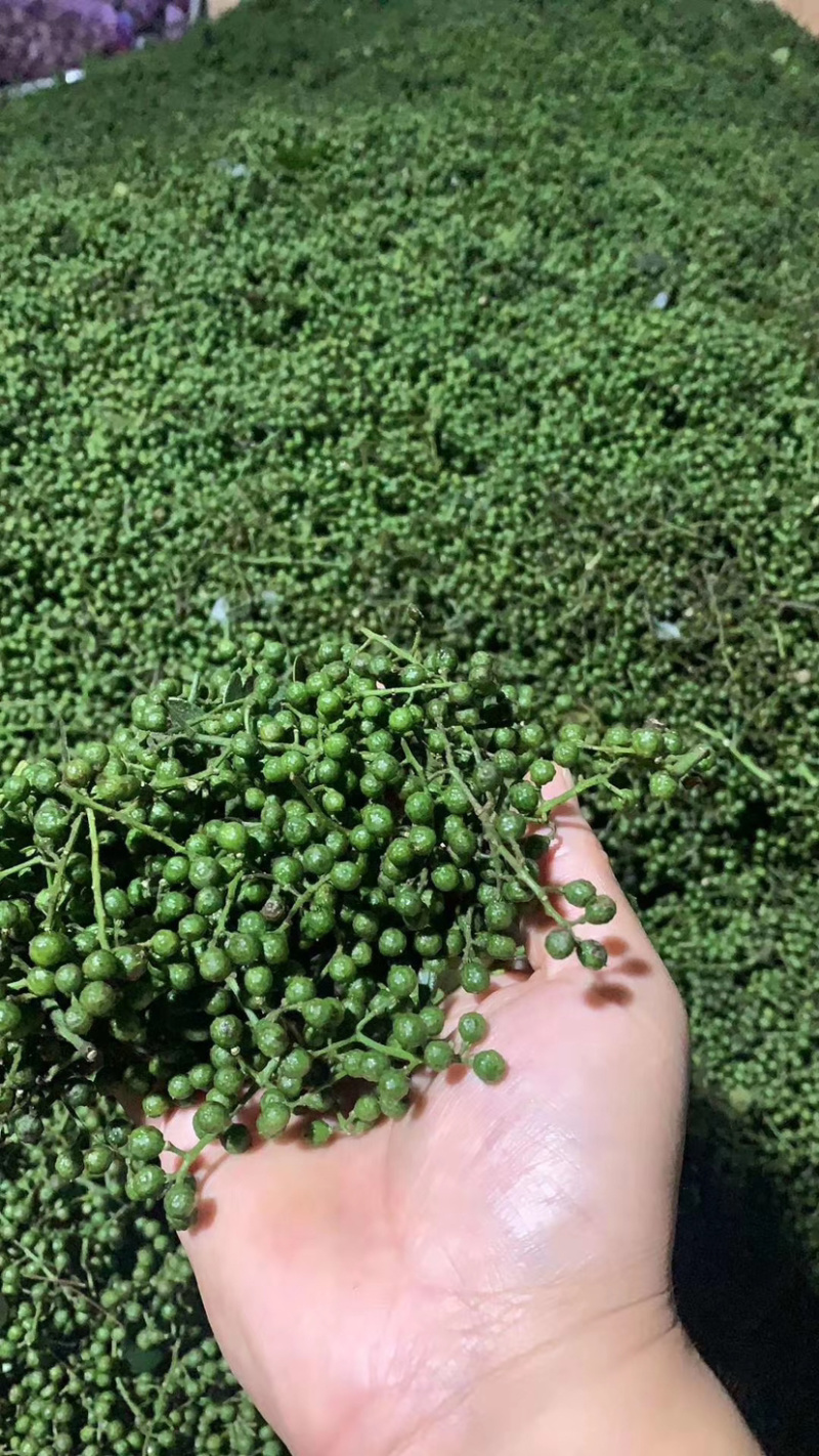 正宗汉源新鲜花椒大量现货一手货源鲜花椒大量到货