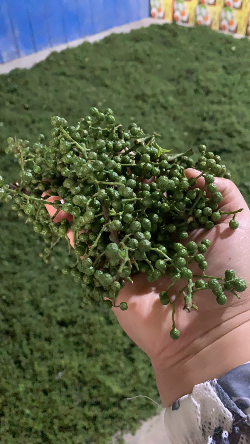 正宗汉源新鲜花椒大量现货一手货源鲜花椒大量到货