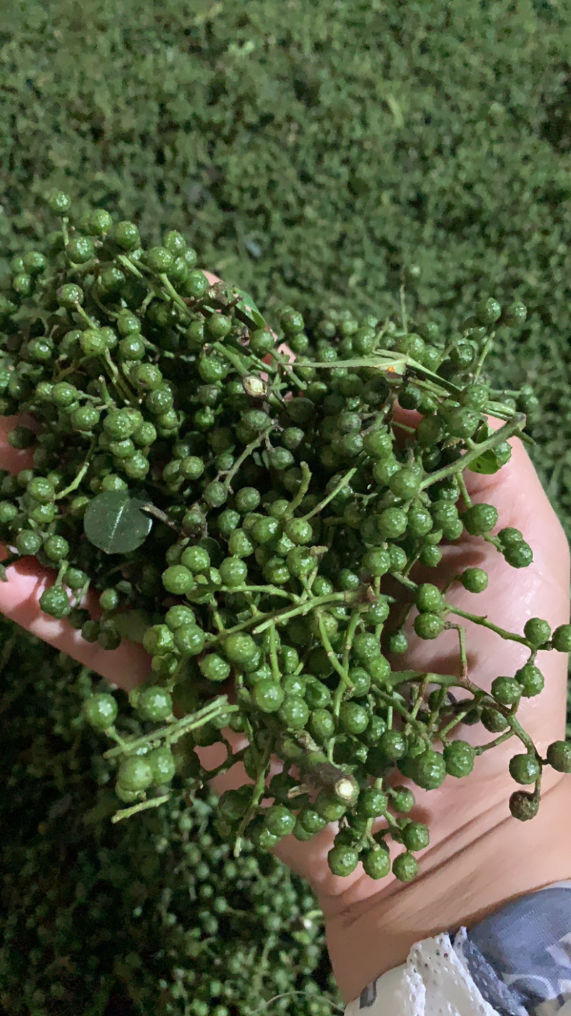 正宗汉源新鲜花椒大量现货一手货源鲜花椒大量到货