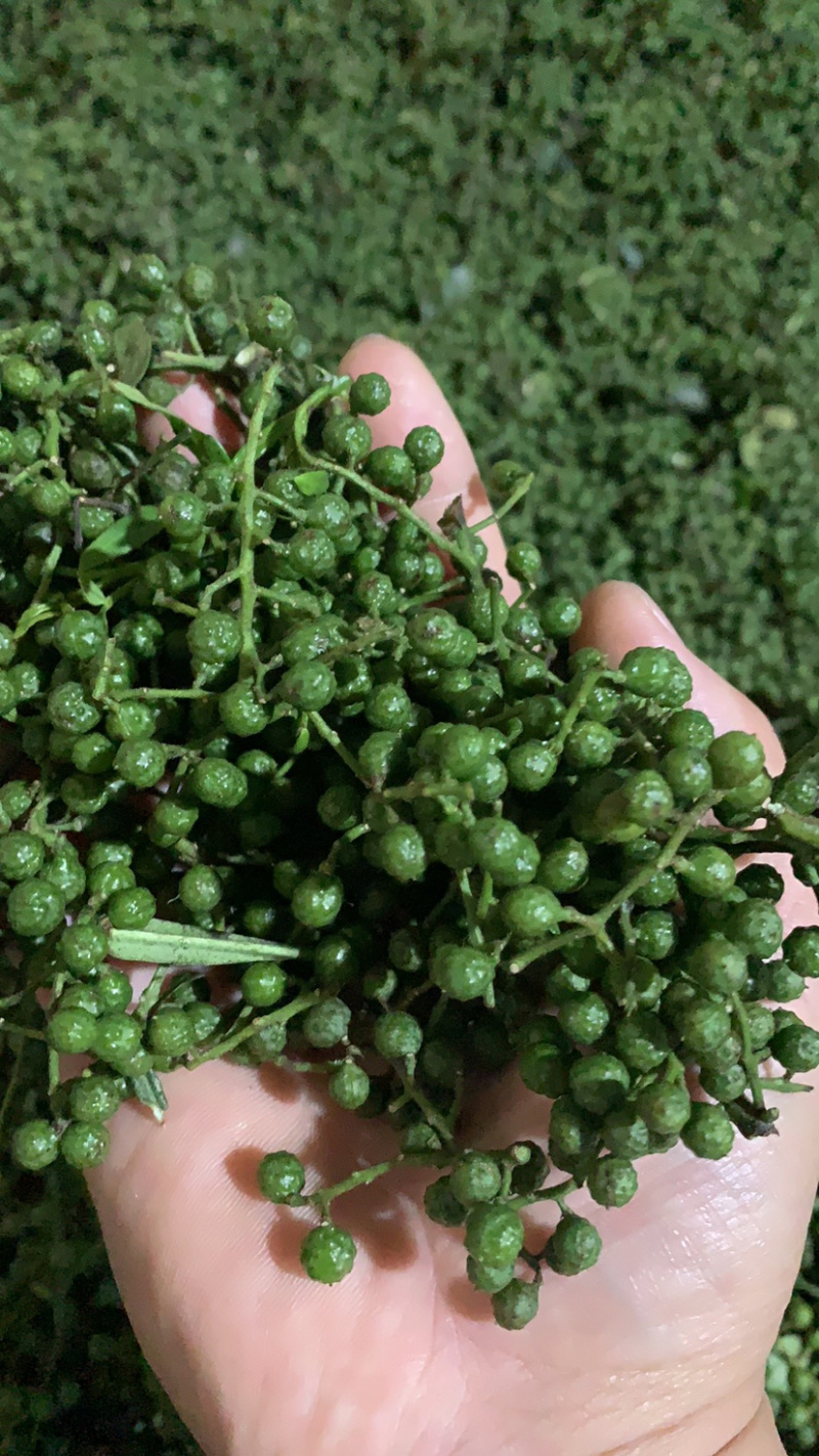 正宗汉源新鲜花椒大量现货一手货源鲜花椒大量到货