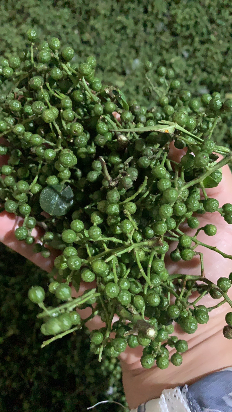 正宗汉源新鲜花椒大量现货一手货源鲜花椒大量到货