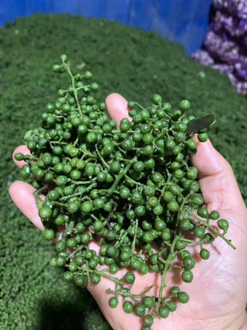 正宗汉源新鲜花椒大量现货一手货源鲜花椒大量到货
