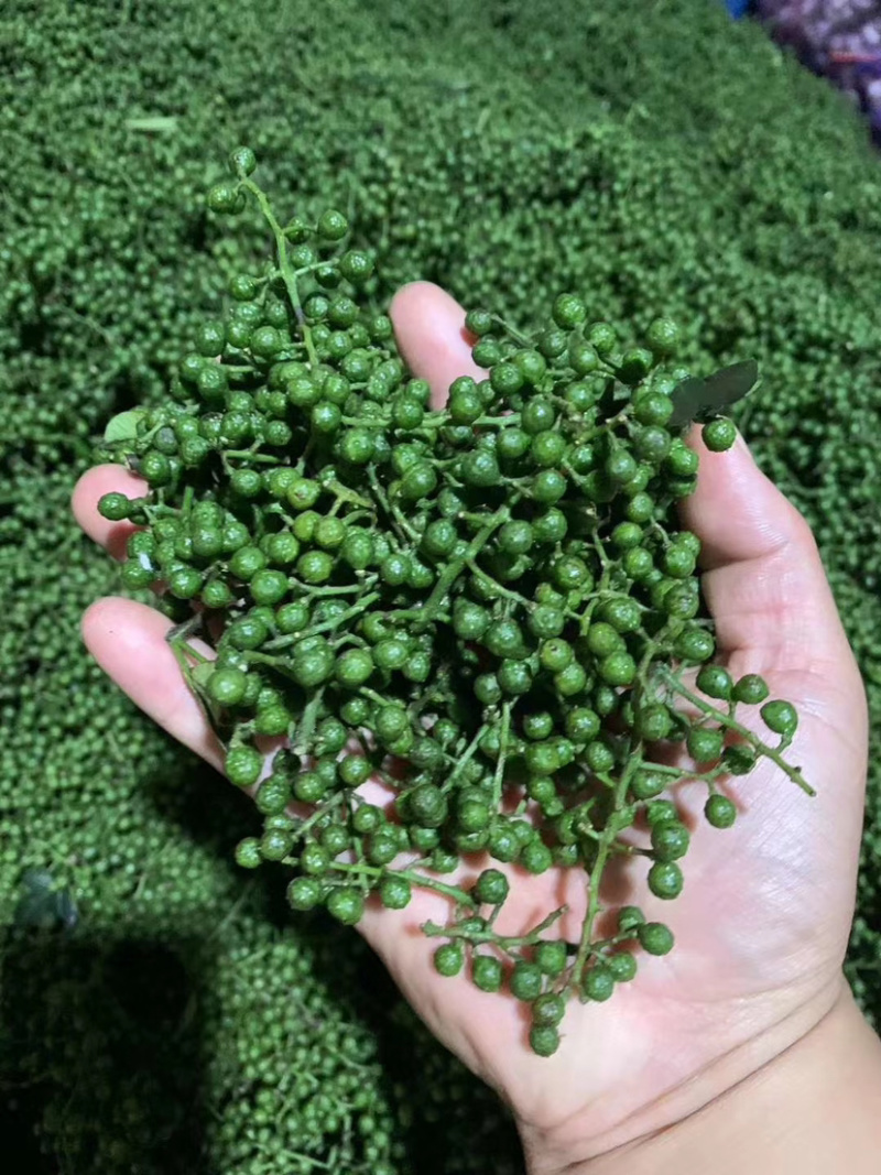 正宗汉源新鲜花椒大量现货一手货源鲜花椒大量到货