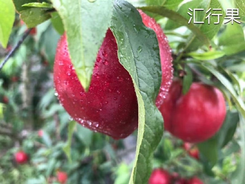 砀山油桃