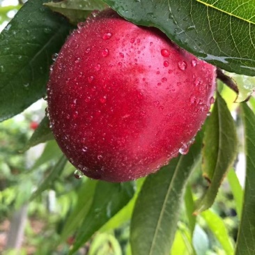 砀山油桃