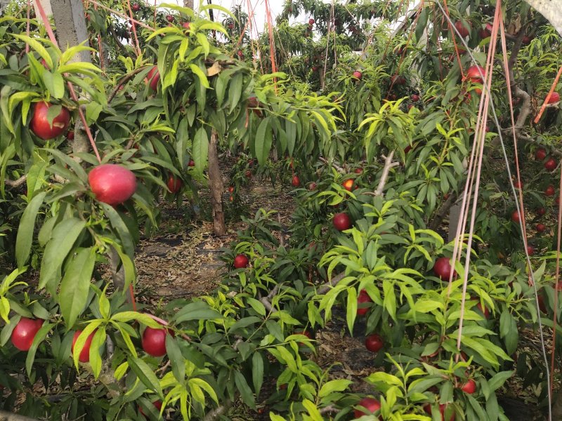 砀山油桃