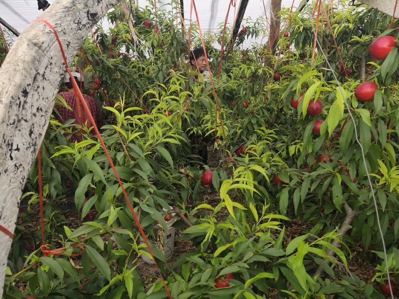砀山油桃