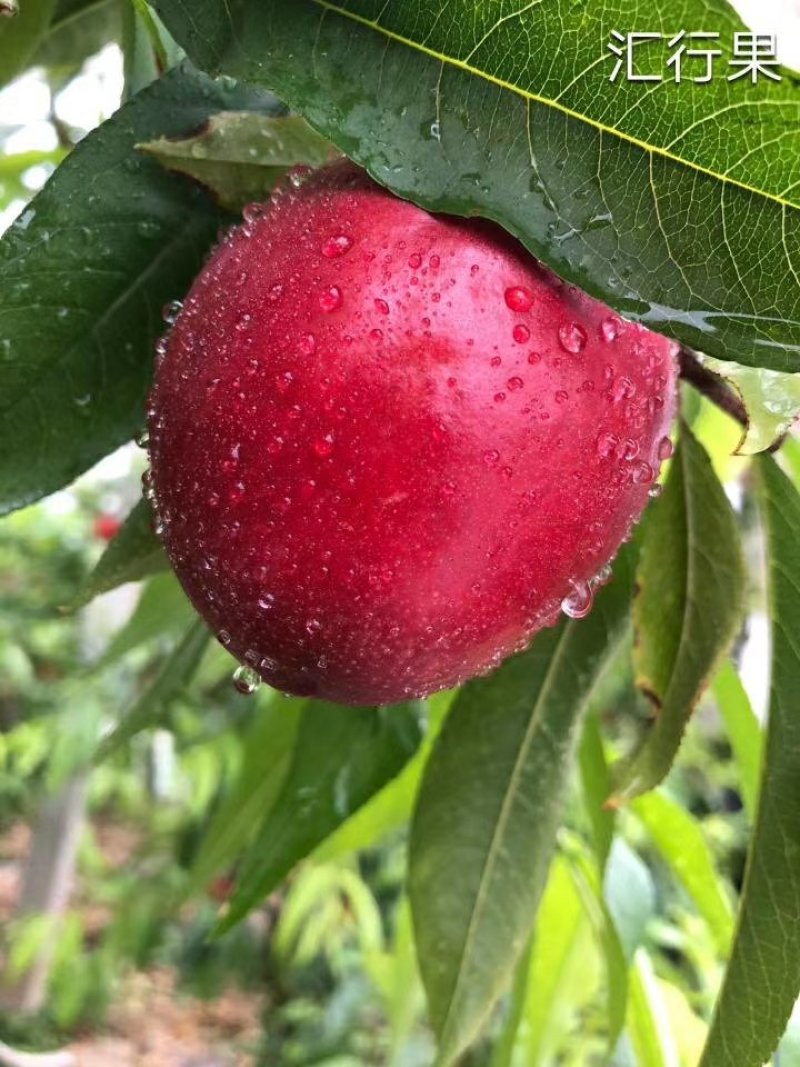 砀山油桃