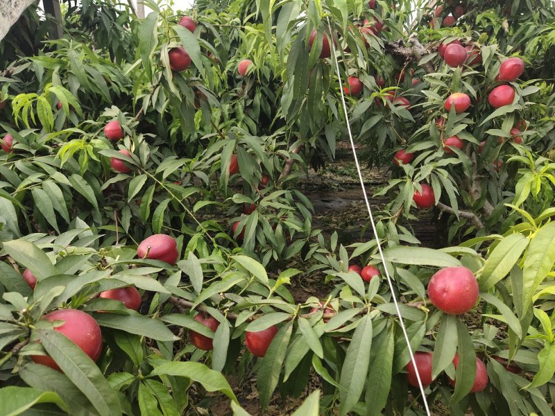 砀山油桃