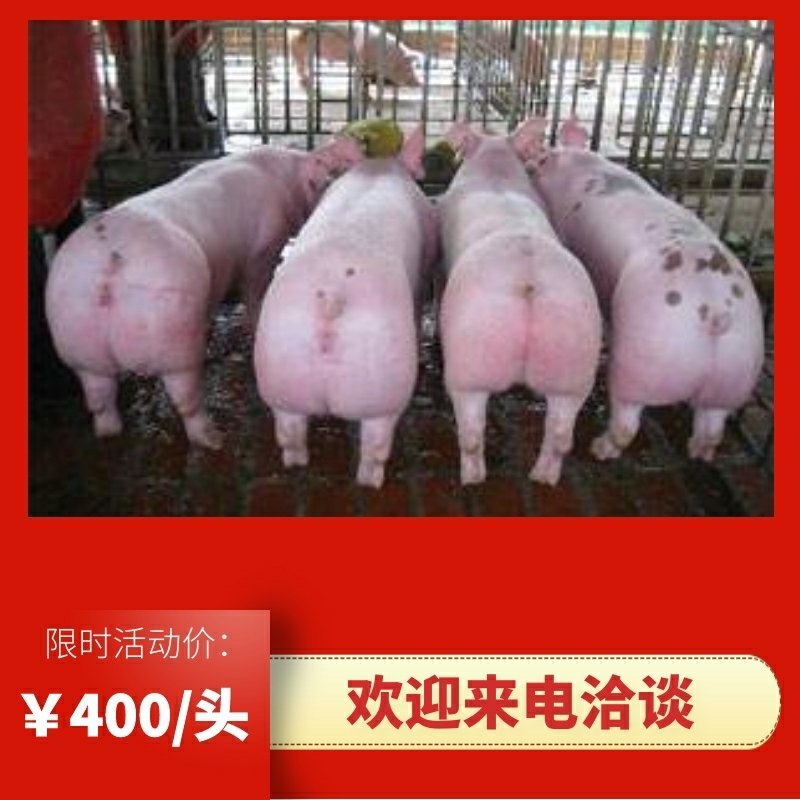 荐仔猪山东仔猪全国发货疫苗齐全健康第一包活到家