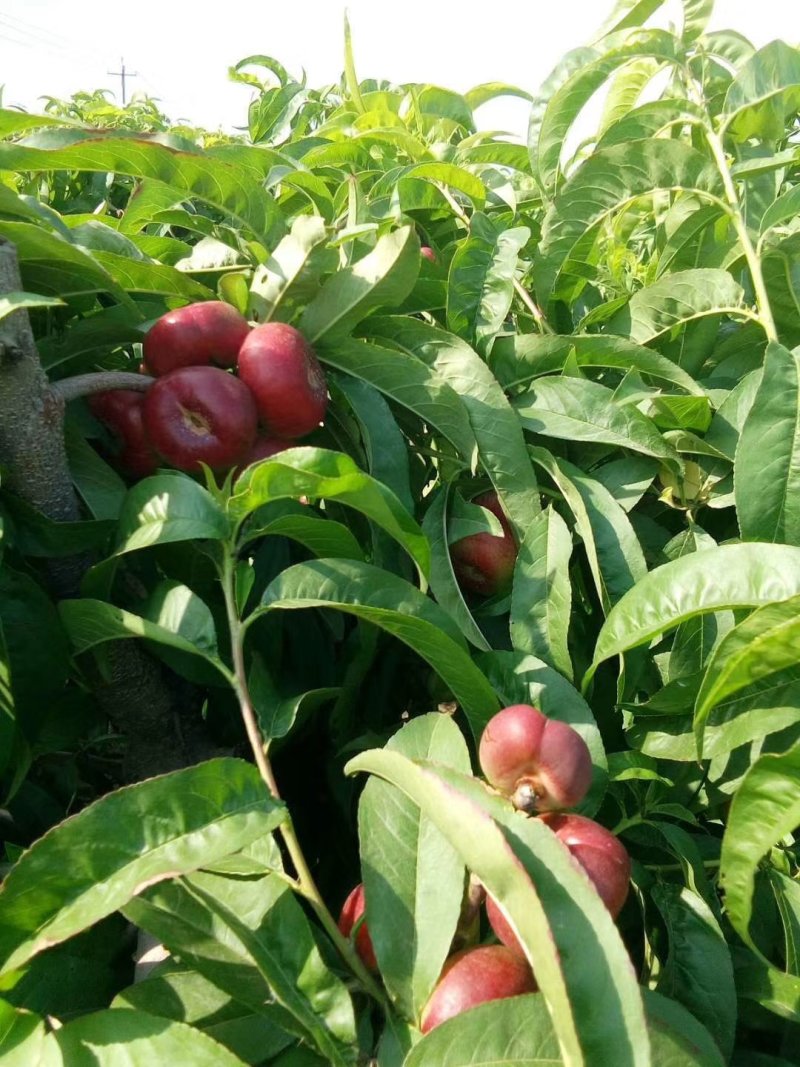 河北明月蟠桃大量上市货源充足口感俱佳！