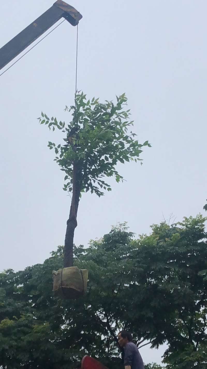 樱花🌸各种规格