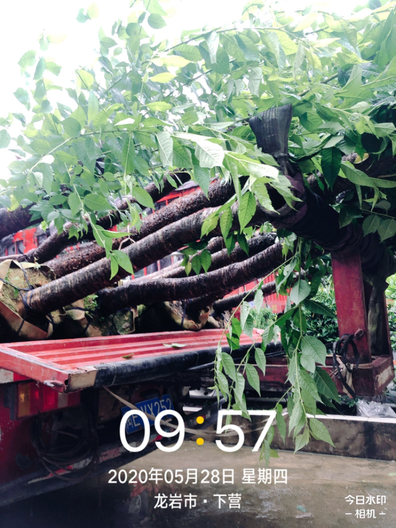 樱花🌸各种规格