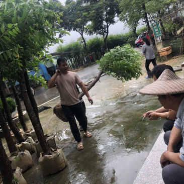 樱花🌸各种规格