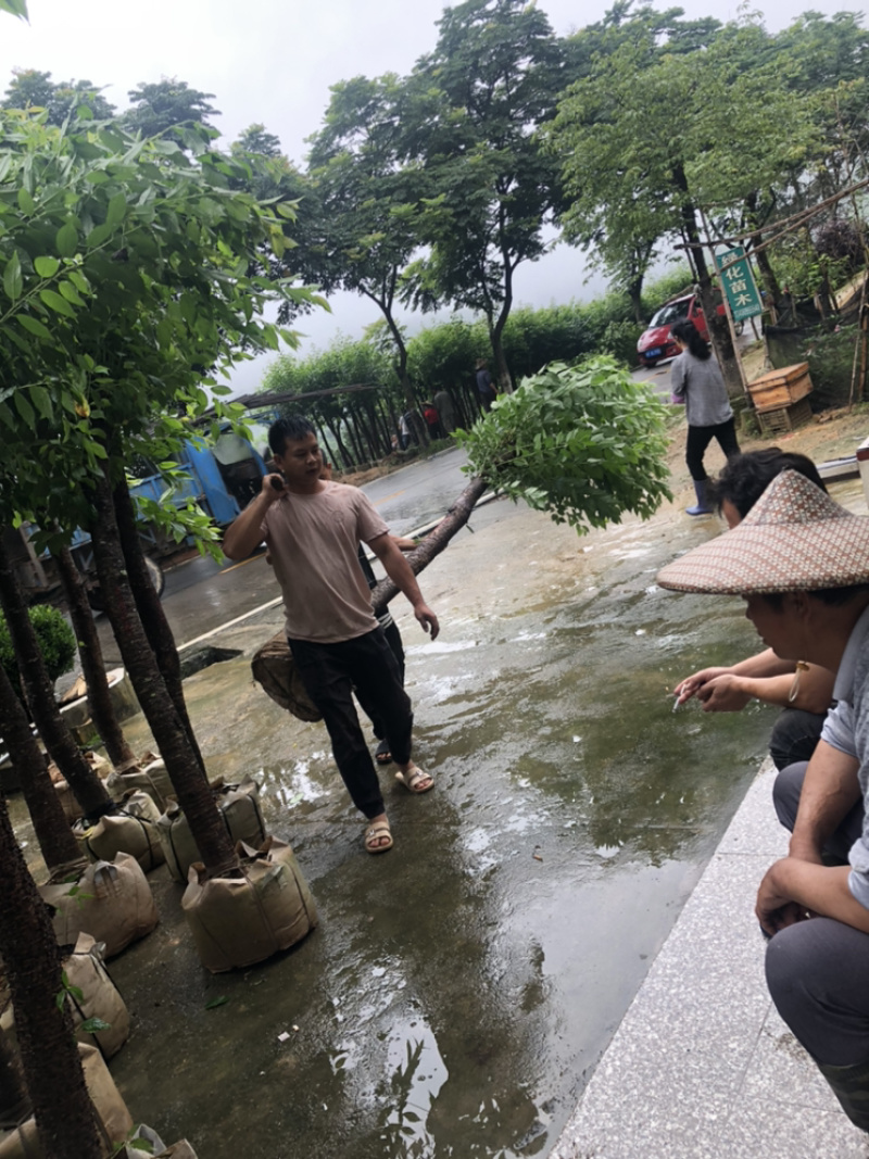 樱花🌸各种规格