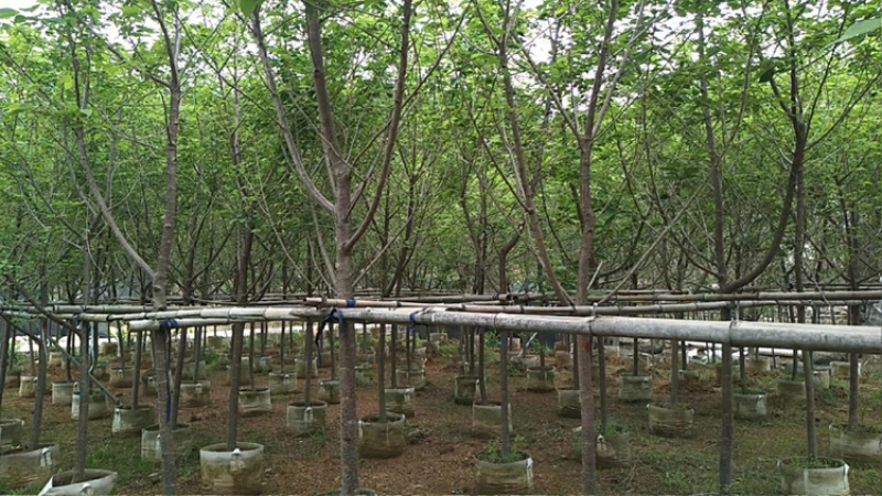 八重樱，中国红，福建山樱花