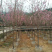 八重樱，中国红，福建山樱花