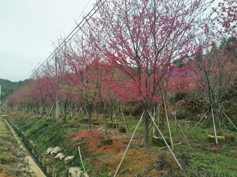 八重樱，中国红，福建山樱花