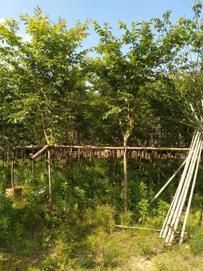 八重樱，中国红，福建山樱花