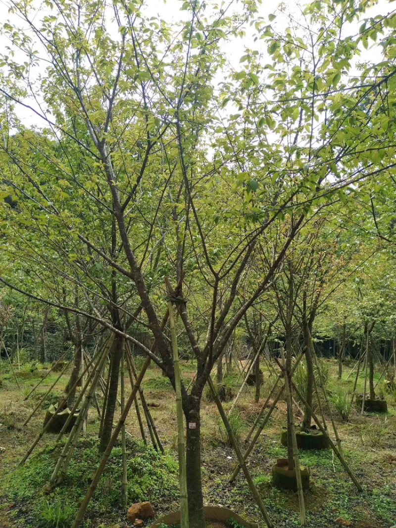 八重樱，中国红，福建山樱花