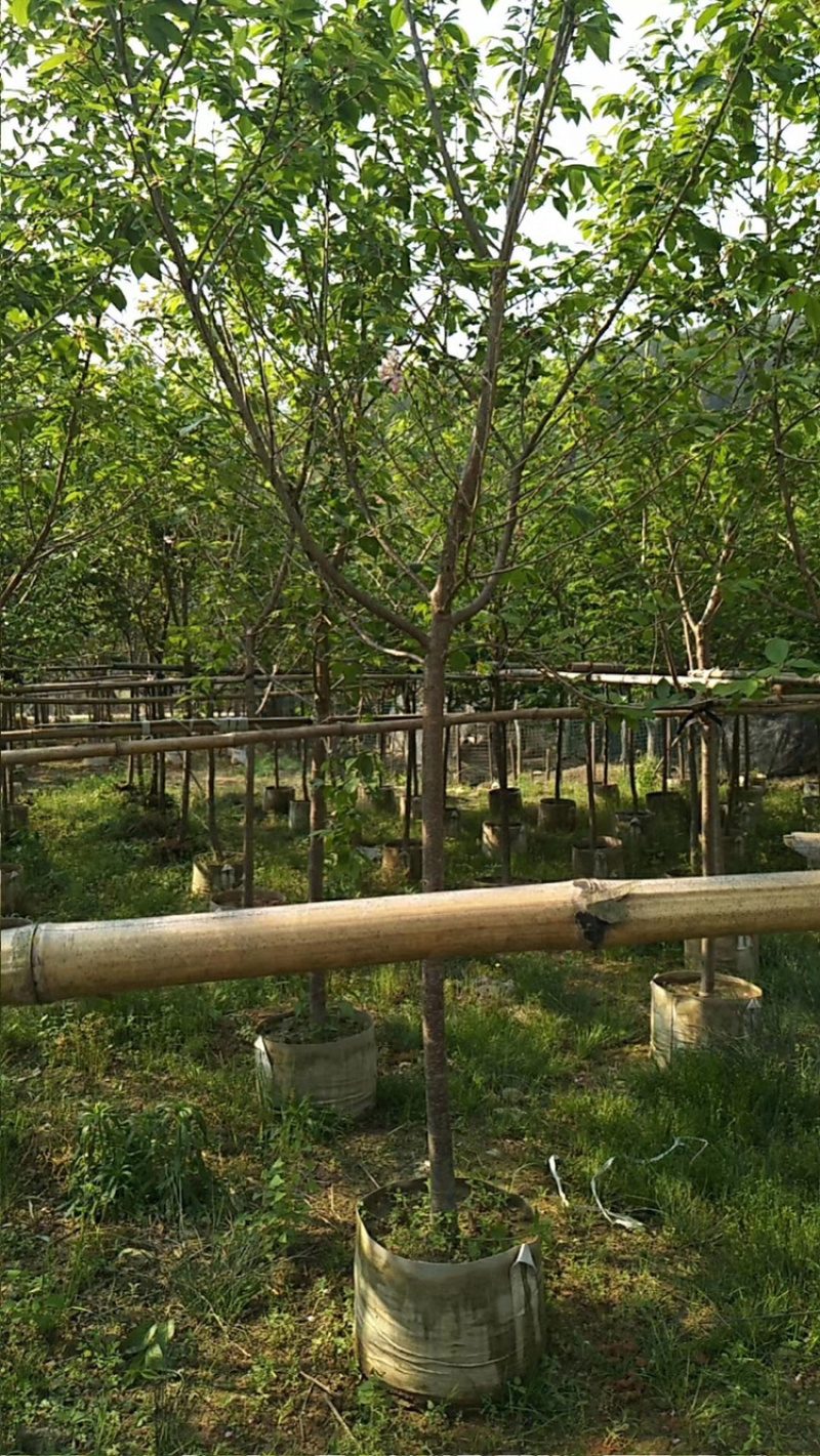 八重樱，中国红，福建山樱花