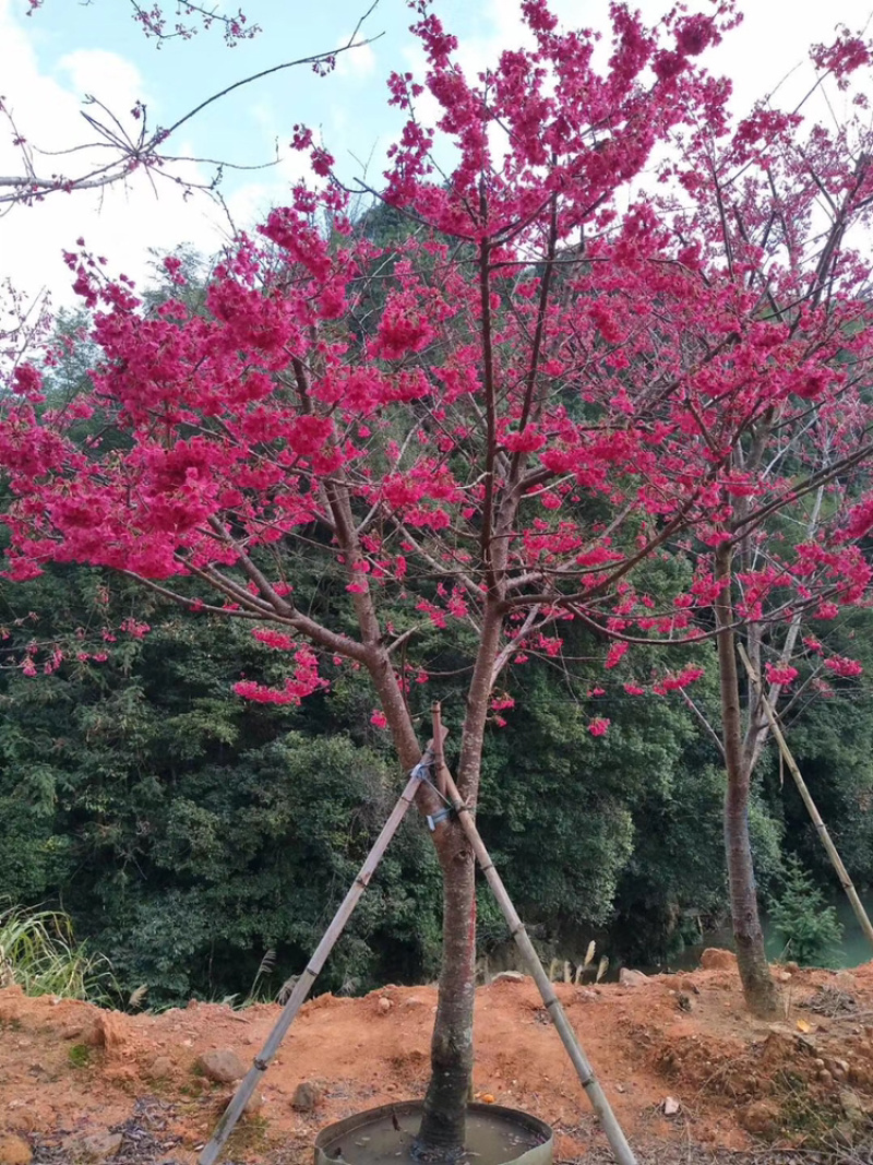 八重樱，中国红，福建山樱花