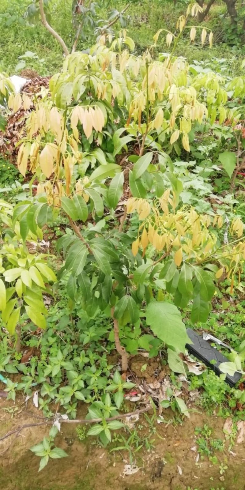 增城正宗基岗村仙进奉枝条