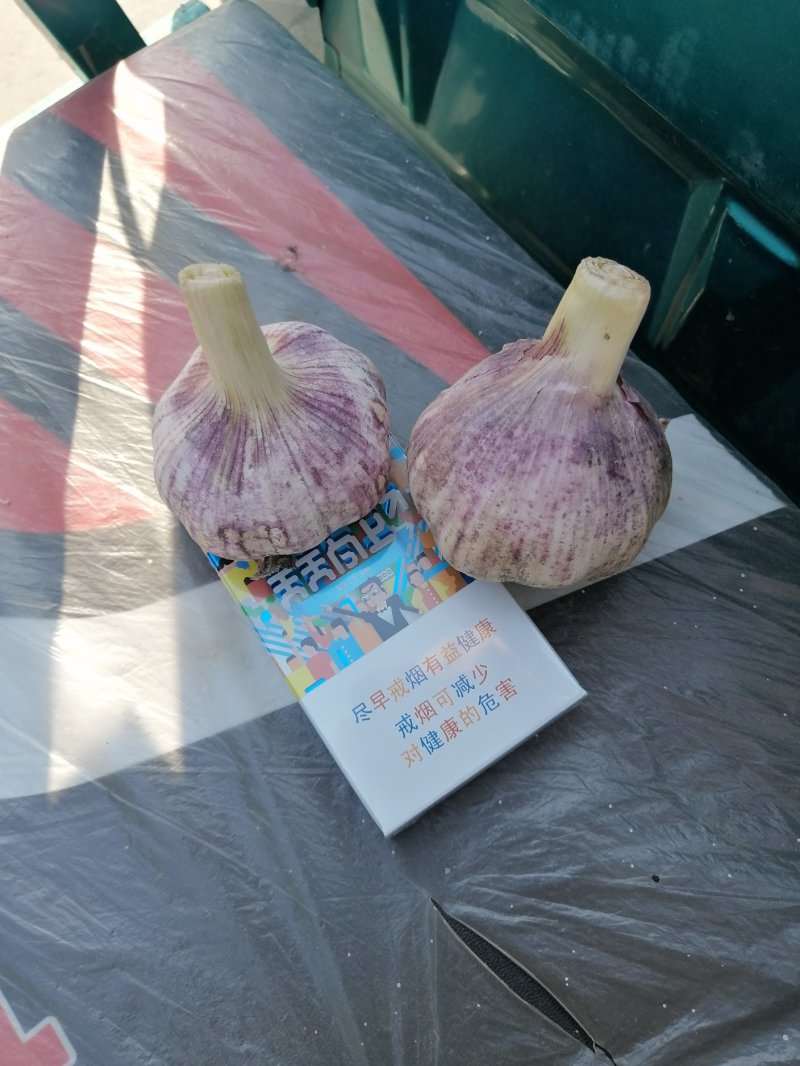 大蒜-紫皮蒜5至6以上个大型好颗粒饱满产地发货