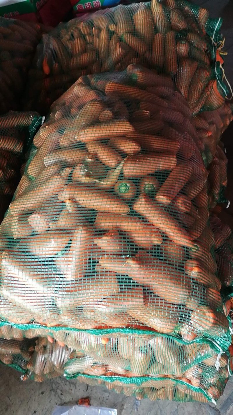 新鲜养殖用胡萝卜次品，虫，牛，羊，加工厂用，脱水蔬菜