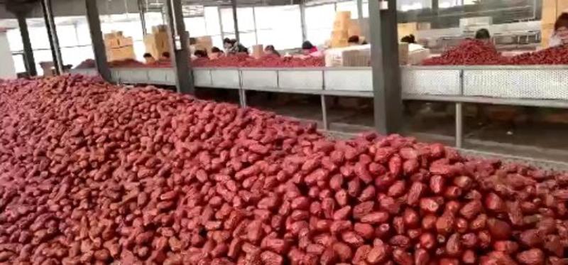 新疆红枣免洗干红枣个大肉质饱满干度好厂家便宜供应