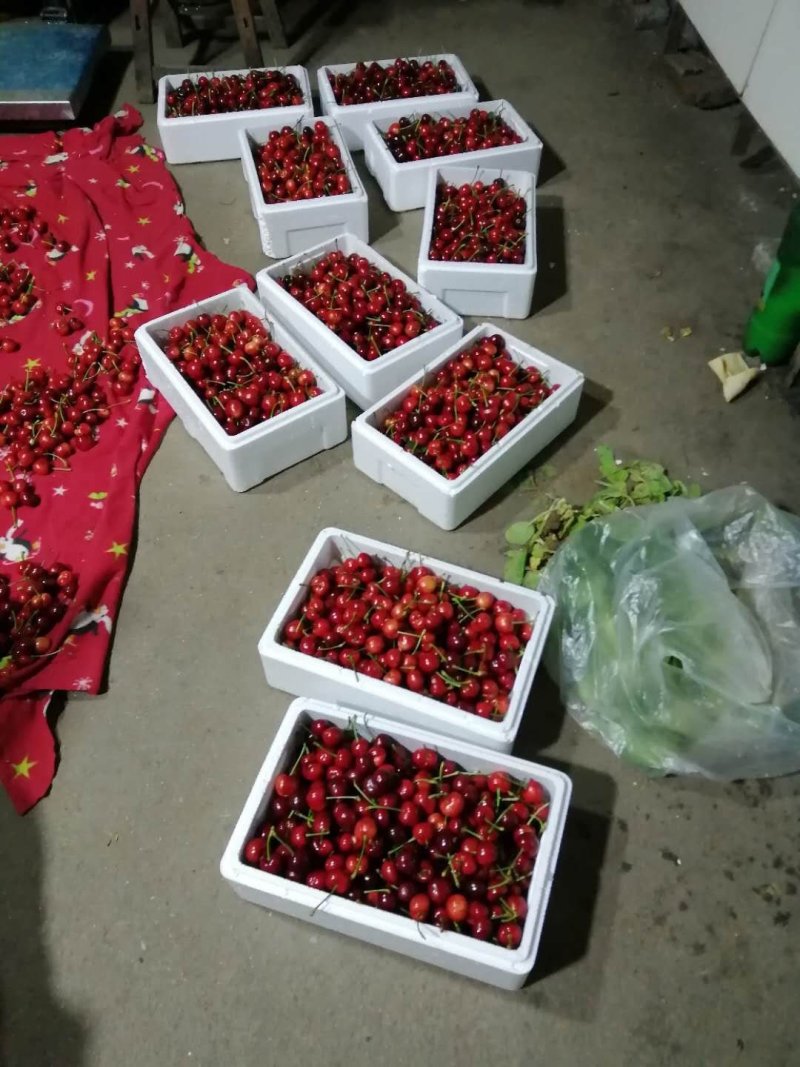 红灯樱桃