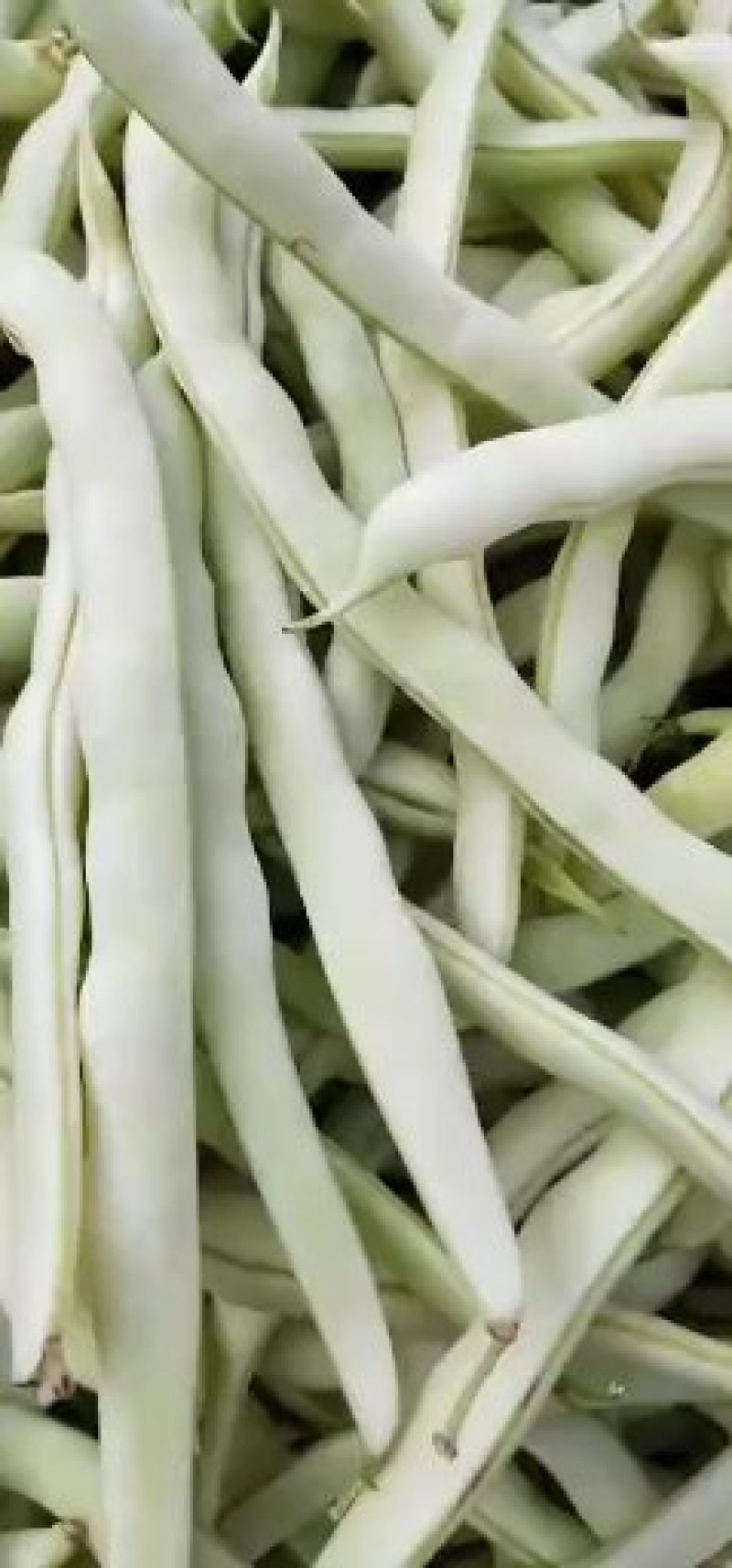 本地精品长豆角，质量有保证，产地真供，专业包装团队