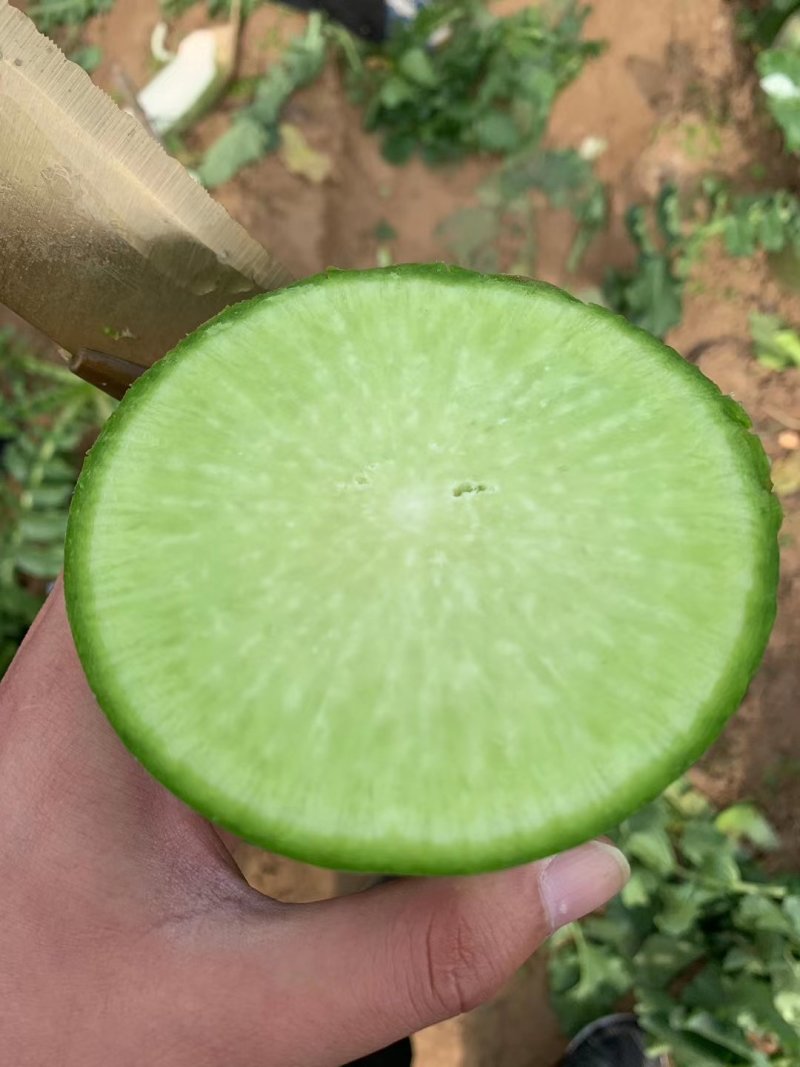 大量私聊【精】郑研经典791萝卜种子50g，表皮光滑