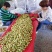 陕西省渭南市大荔冬枣先已大量上市
