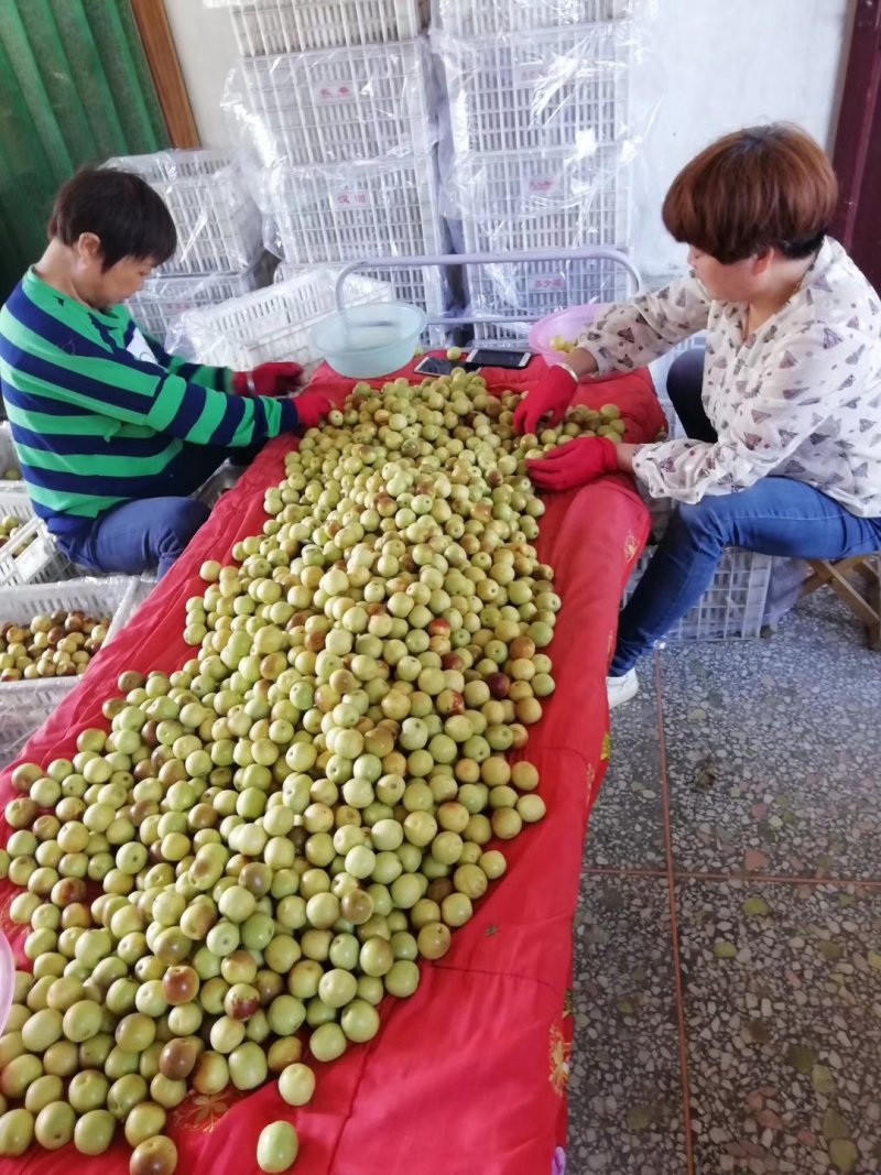 陕西省渭南市大荔冬枣先已大量上市