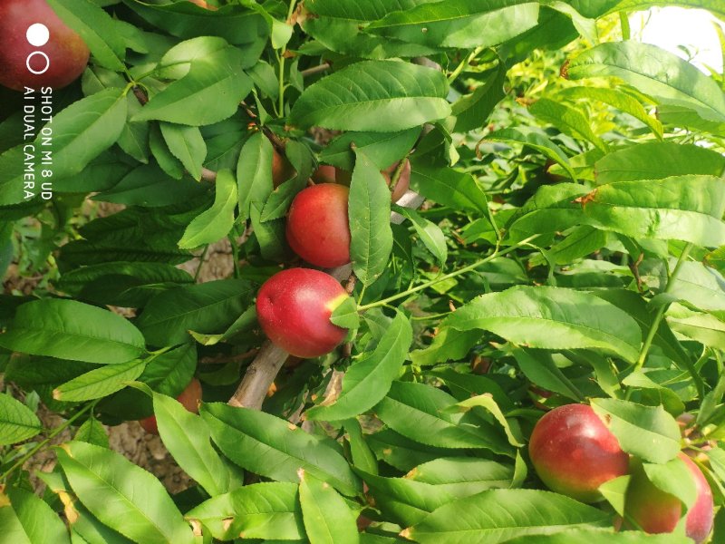 油桃