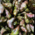 菱角/菱角米广东潮州优质盛产