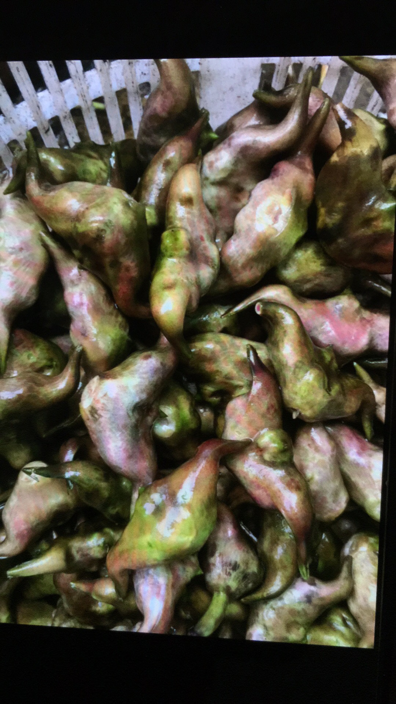 菱角/菱角米广东潮州优质盛产